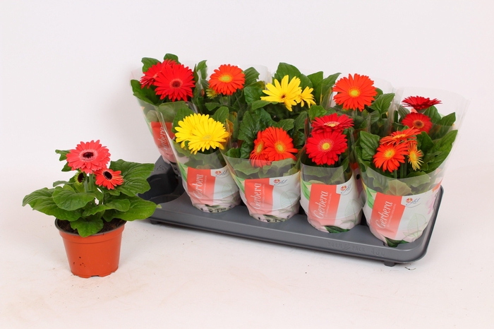 <h4>Gerbera Colourgame 18-20</h4>