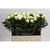 Paeonia Madame Claude Tain