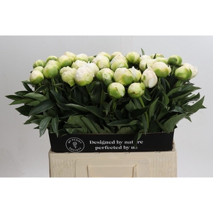 Paeonia Madame Claude Tain