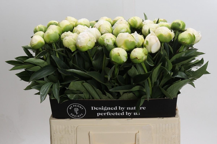 <h4>Paeonia Madame Claude Tain</h4>