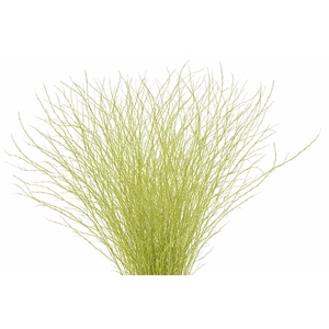 Berk 70cm Creme Pbs