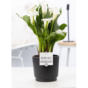 Zantedeschia white in P&PURE Liv ceramics matt black