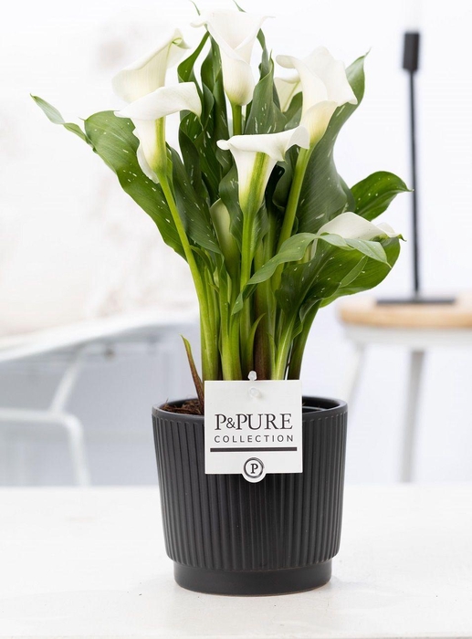 <h4>Zantedeschia white in P&PURE Liv ceramics matt black</h4>