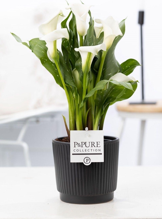 <h4>Zantedeschia white in P&PURE Liv ceramics matt black</h4>