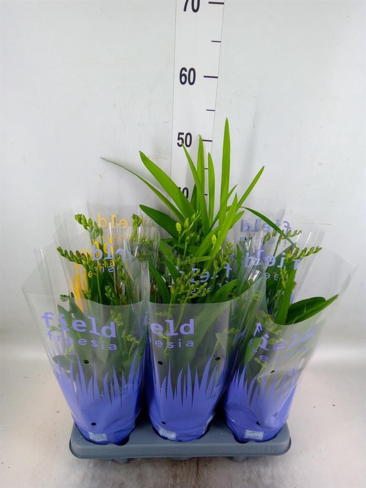 <h4>Freesia   ...</h4>