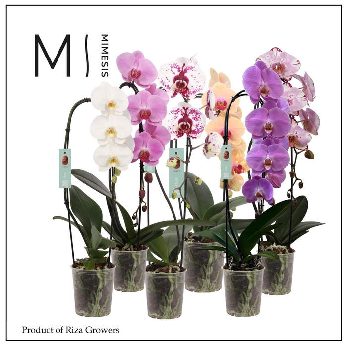 <h4>Phalaenopsis Flow Mix 1 spike - 12cm | Mimesis</h4>