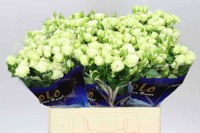 <h4>Rosa Tr Green Glow</h4>