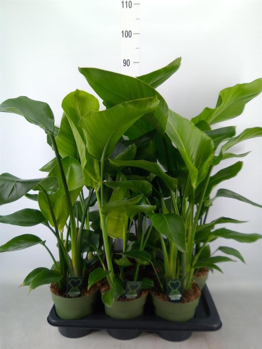 <h4>Strelitzia nicolai</h4>