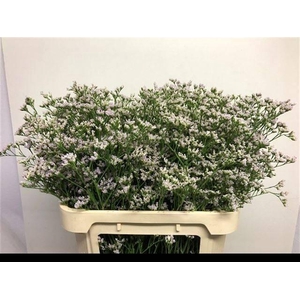 Limonium White Neto