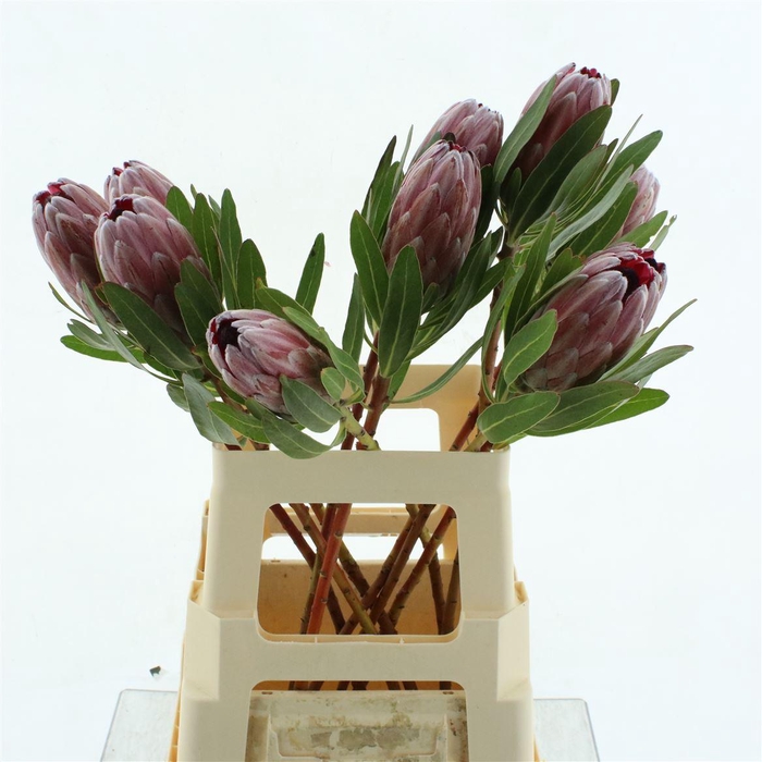 <h4>Protea Pink Ice</h4>