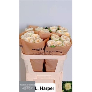 R Gr Lovely Harper