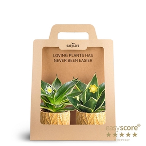2-Pack Leaf Tangerine, Pagoda