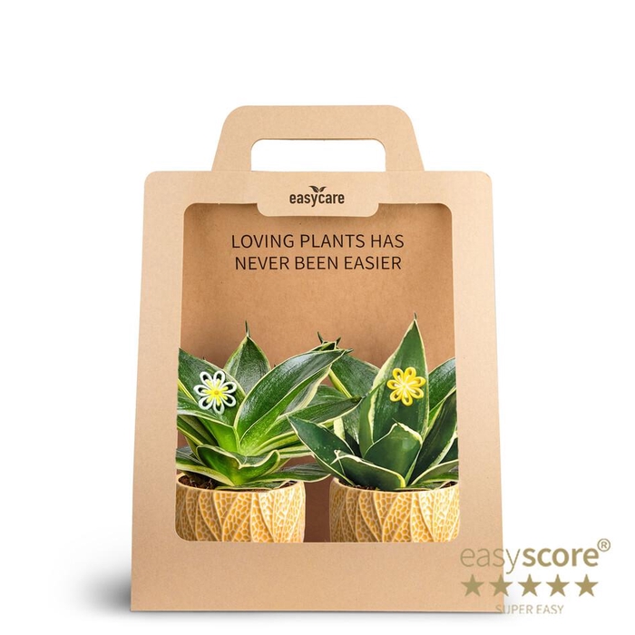 <h4>2-Pack Leaf Tangerine, Pagoda</h4>
