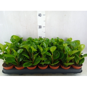 Peperomia