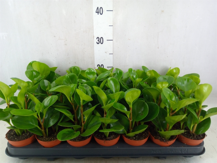 <h4>Peperomia</h4>