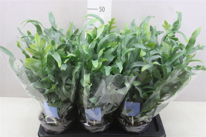 <h4>Phlebodium Aureum Blue Star</h4>