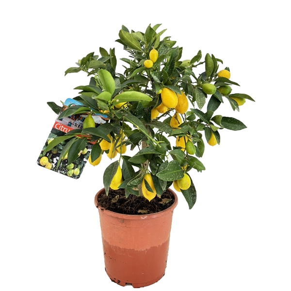 <h4>Citrus limequat</h4>