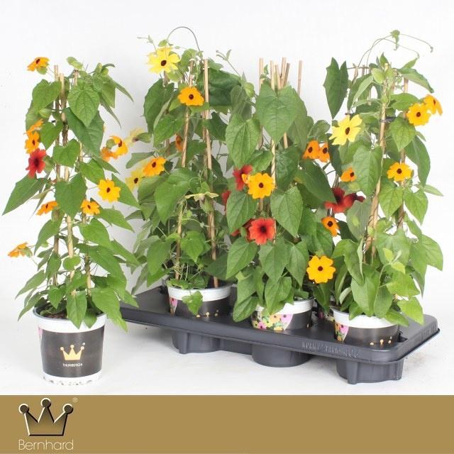 <h4>THUNB ALATA</h4>