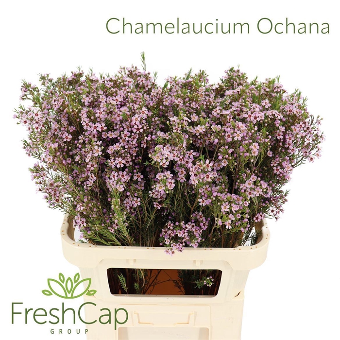 <h4>CHAMELAUCIUM  'OCHANA'</h4>