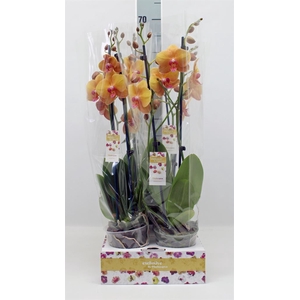 Phalaenopsis   ...orange