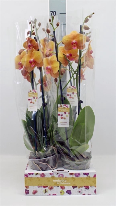 <h4>Phalaenopsis   ...orange</h4>
