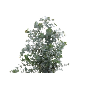 Cinerea Long