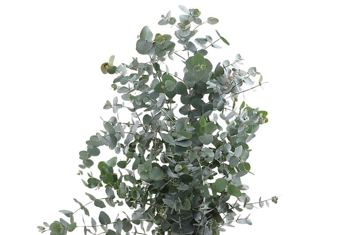 <h4>Cinerea Long</h4>