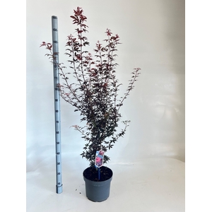 ACER PA SKEET BROOM