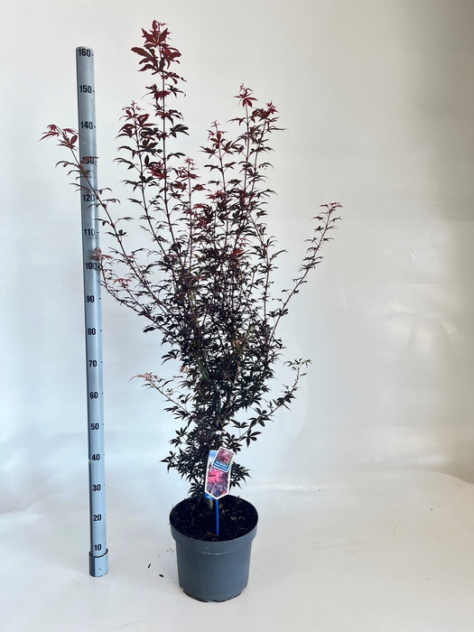 <h4>ACER PA SKEET BROOM</h4>