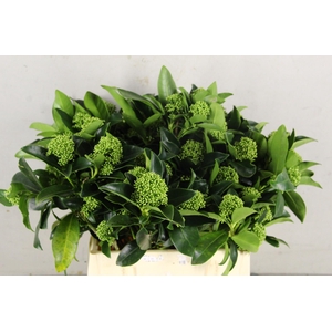 SKIM WHITE GLOBE PER BUNCH 10BL