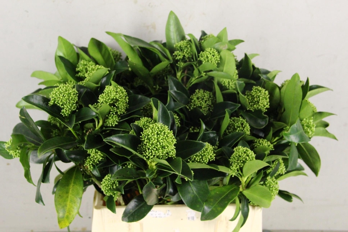 <h4>SKIM WHITE GLOBE PER BUNCH 10BL</h4>