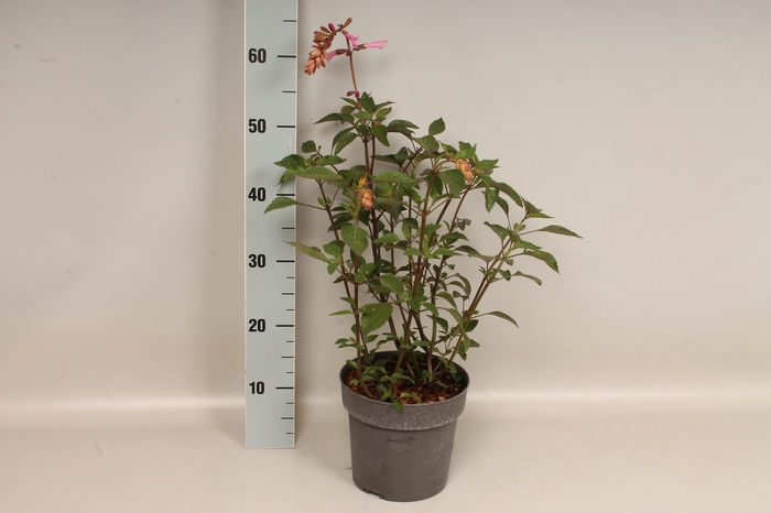vaste planten 19 cm  Salvia Kisses and Wishes