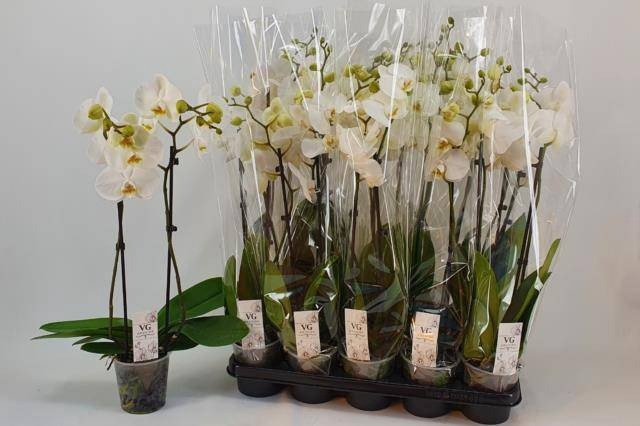 <h4>PHAL OV WIT</h4>