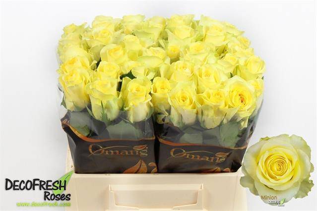 <h4>R GR MINION ROSE</h4>