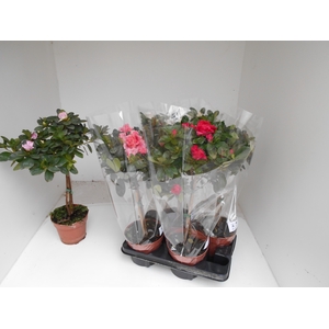 RHODO SI OV