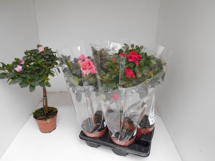 <h4>RHODO SI OV</h4>