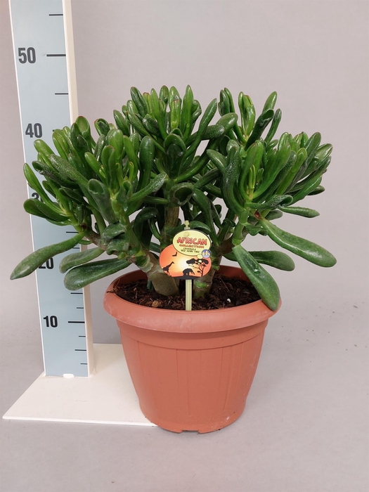 <h4>Crassula ovata 'Horn Tree Red'</h4>