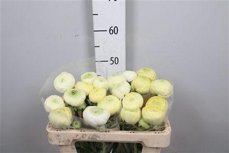 <h4>Ran As Elegance Creme</h4>