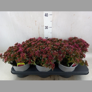 Sedum spurium