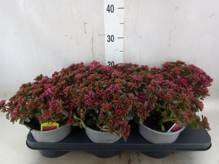 <h4>Sedum spurium</h4>