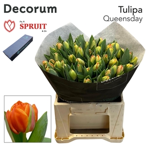 TU DU QUEENSDAY Box L 150