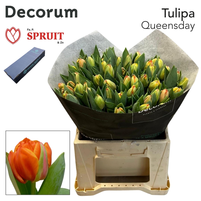 <h4>TU DU QUEENSDAY Box L 150</h4>