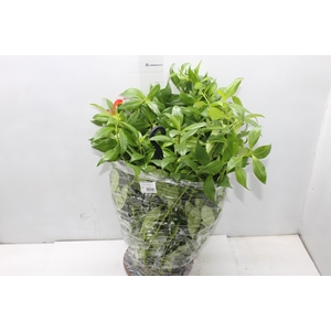 AESCHYNANTHUS SPECIOSUS C21
