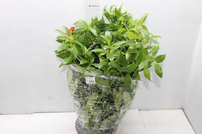 <h4>AESCHYNANTHUS SPECIOSUS C21</h4>