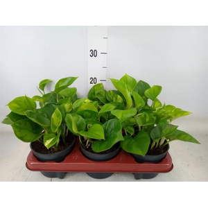 Epipremnum pinn. 'Global Green'