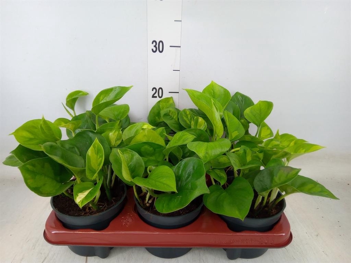 <h4>Epipremnum pinn. 'Global Green'</h4>