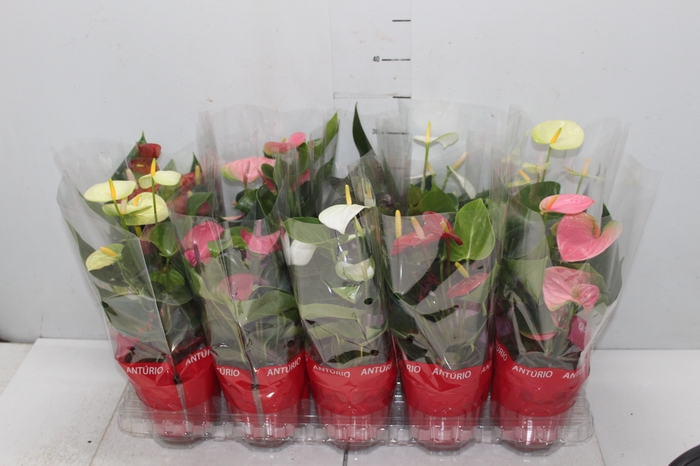 <h4>ANTHURIUM VARIADO P12</h4>