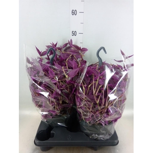 Tradescantia zebr. 'Pink Paradise'