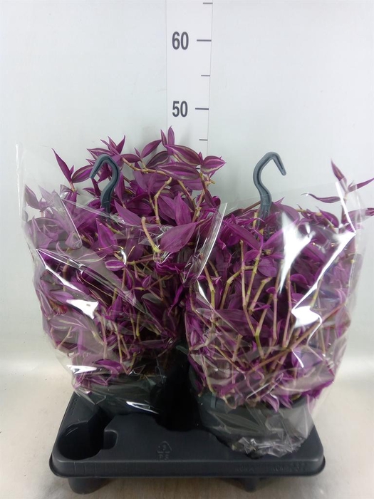 <h4>Tradescantia zebr. 'Pink Paradise'</h4>