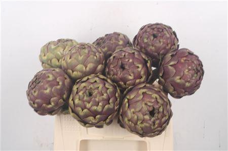 <h4>Cynara Sc Purple Romanga</h4>